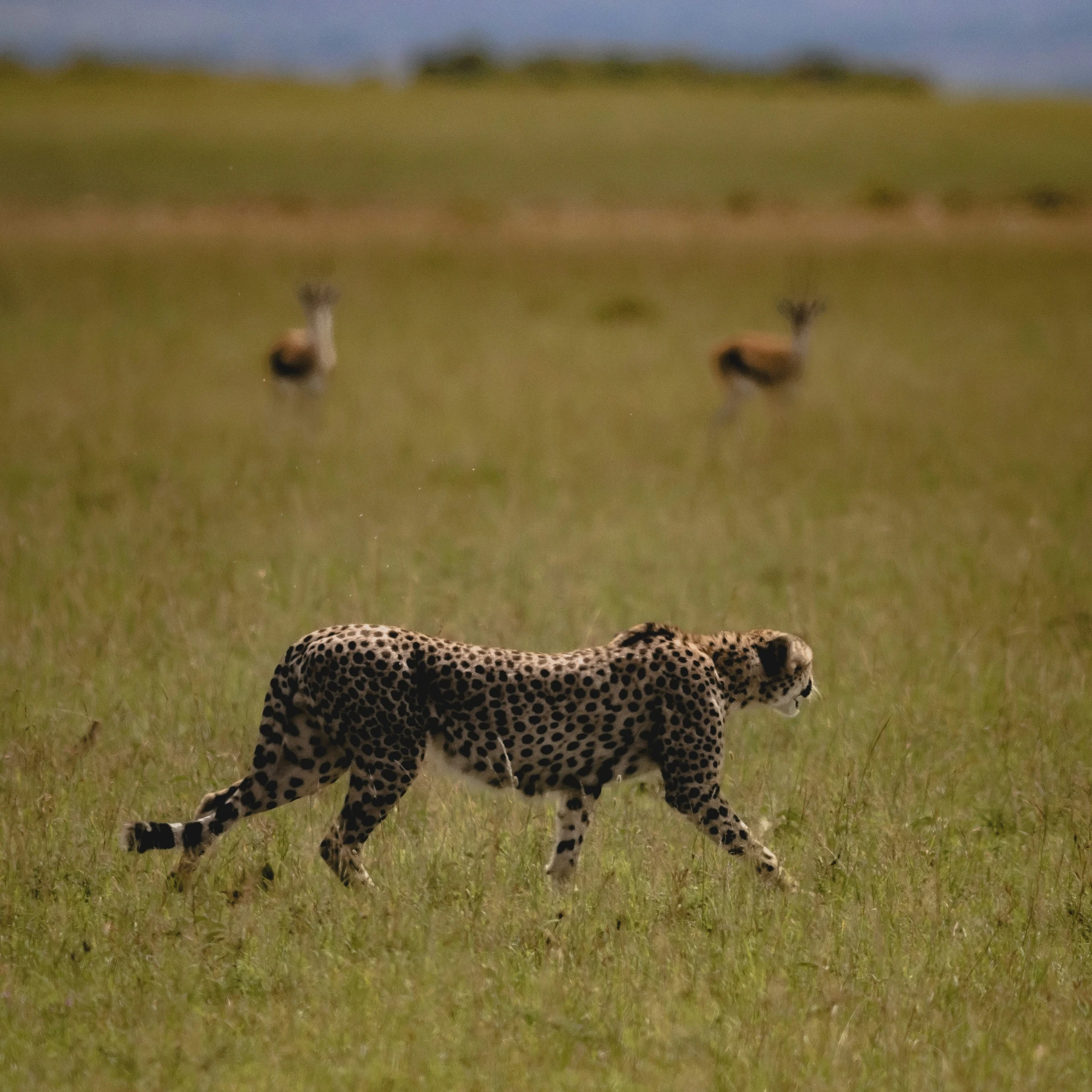 a cheetah in grassy area next to some birds