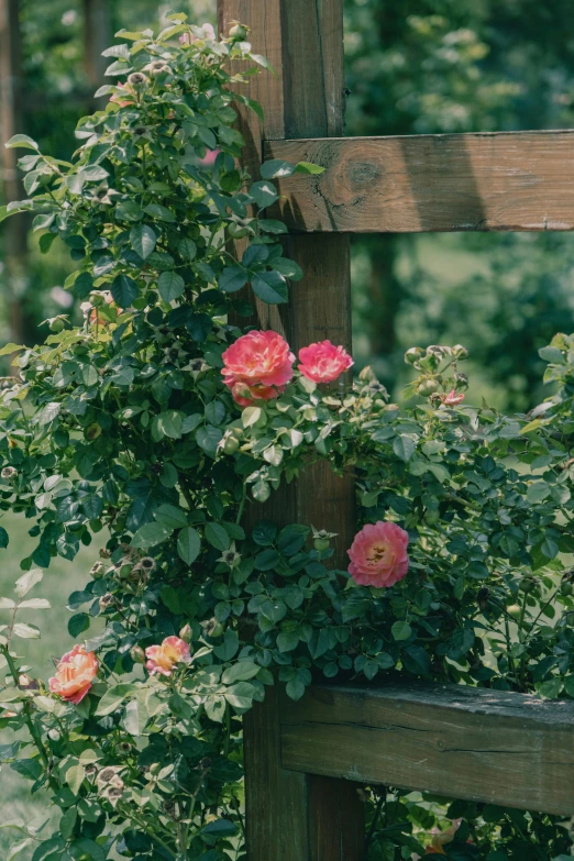 flowers growing out of the side of a wooden structure