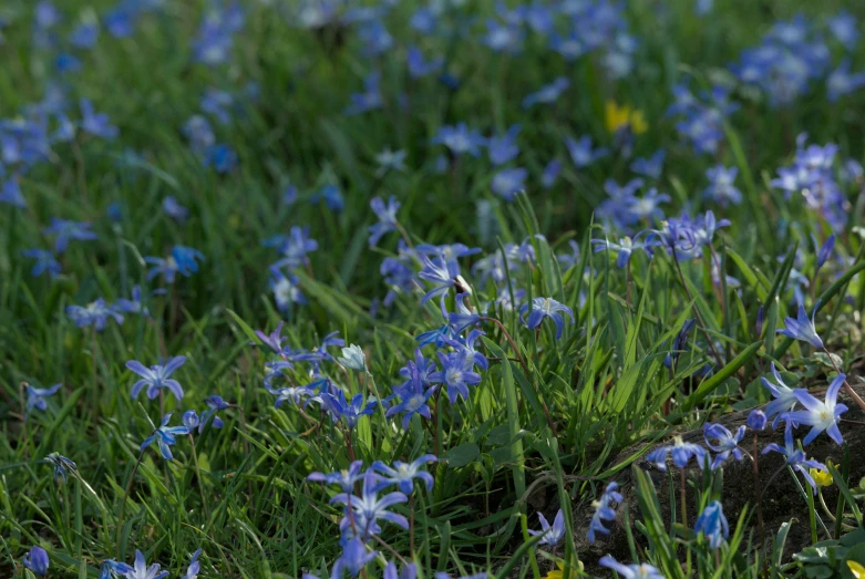 a group of flowers sitting on top of grass