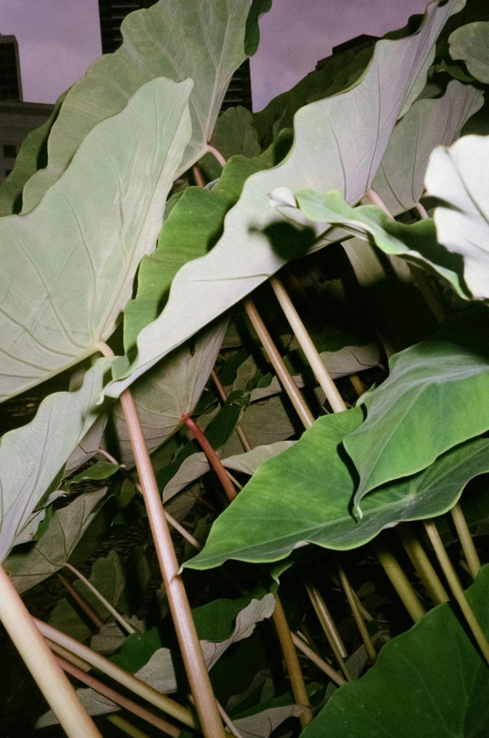 large leaves on a tall tree on a cloudy day