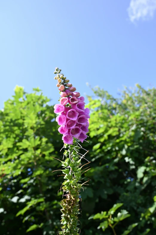 pink flowers against a blue sky and some green leaves