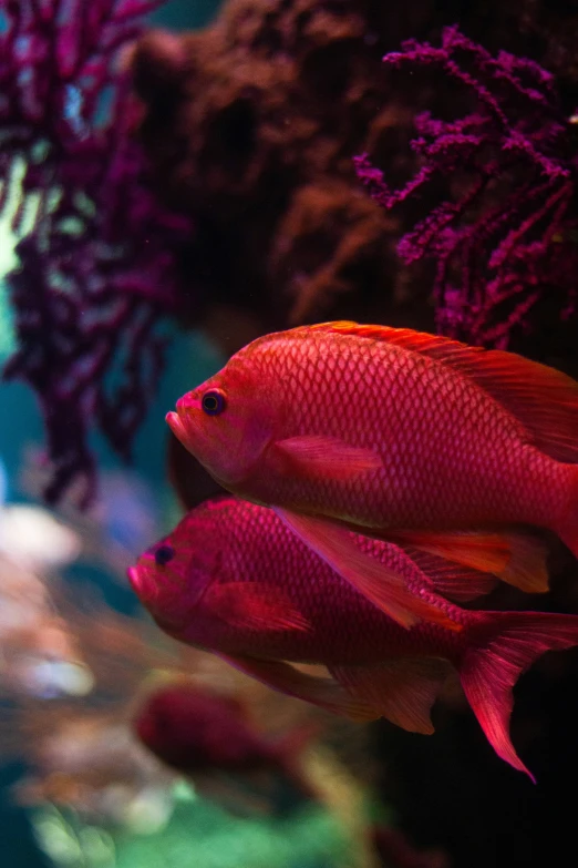 several fish in an aquarium looking at soing