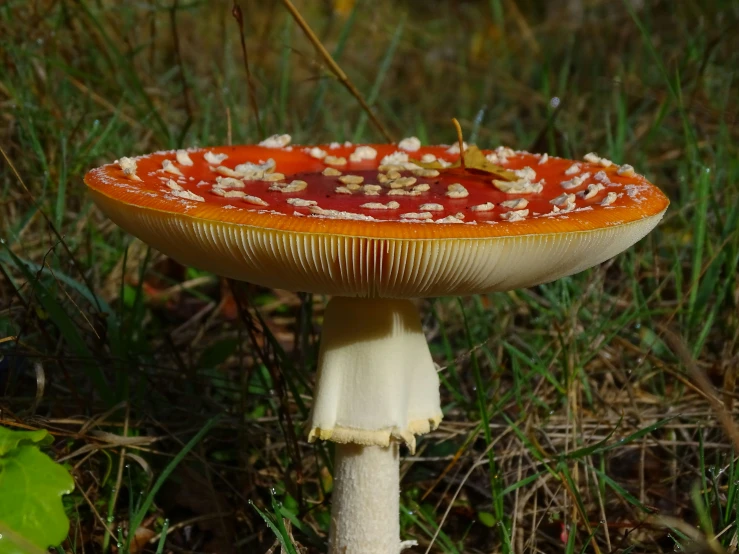 a tiny mushroom with a red cap on it's end