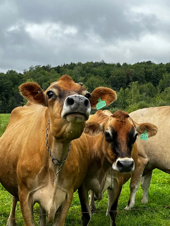 some brown and white cows are standing in a field