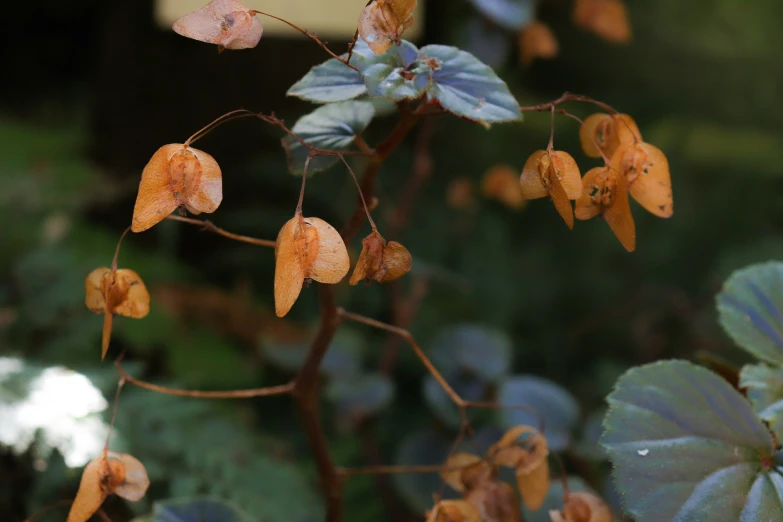 small flowers are shown with small yellow flowers