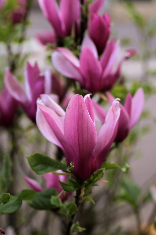 purple flowers in a green bush with street in background