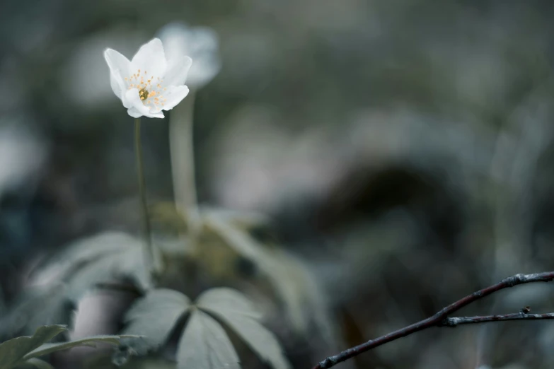 a single flower is sitting next to leaves