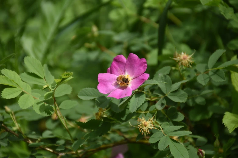 a purple flower is in the foreground with a bush in the background