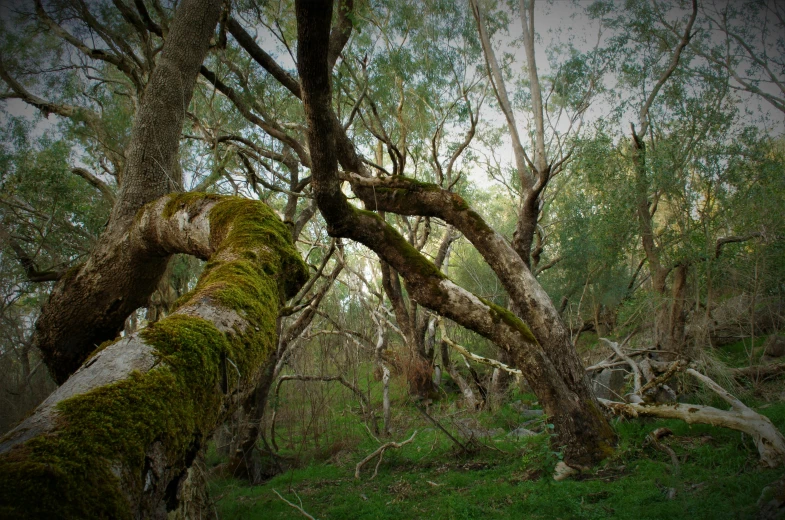 a large fallen tree in the forest with moss growing