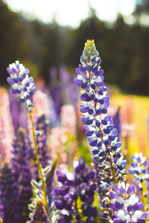 an image of a field full of wild flowers