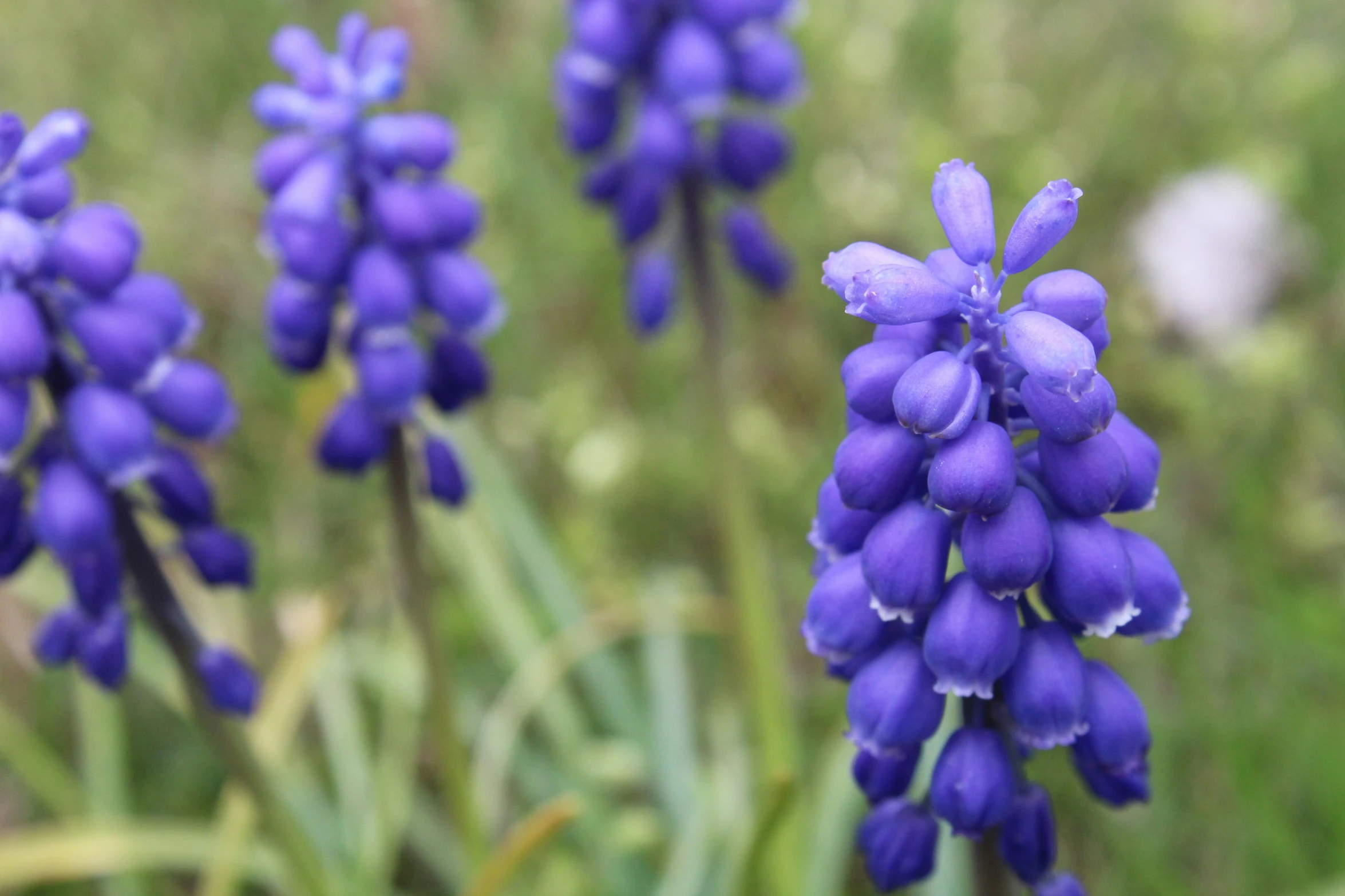 there is a small cluster of purple flowers