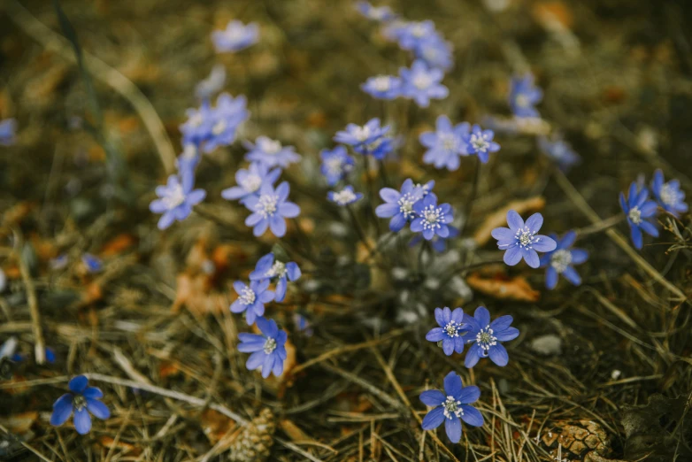 small blue flowers are growing on the ground