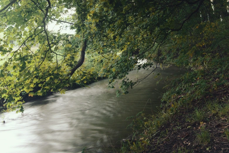 trees that have their nches down and some water under them