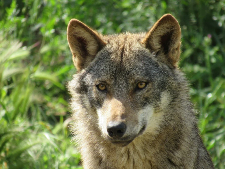 a large gray wolf standing next to tall grass