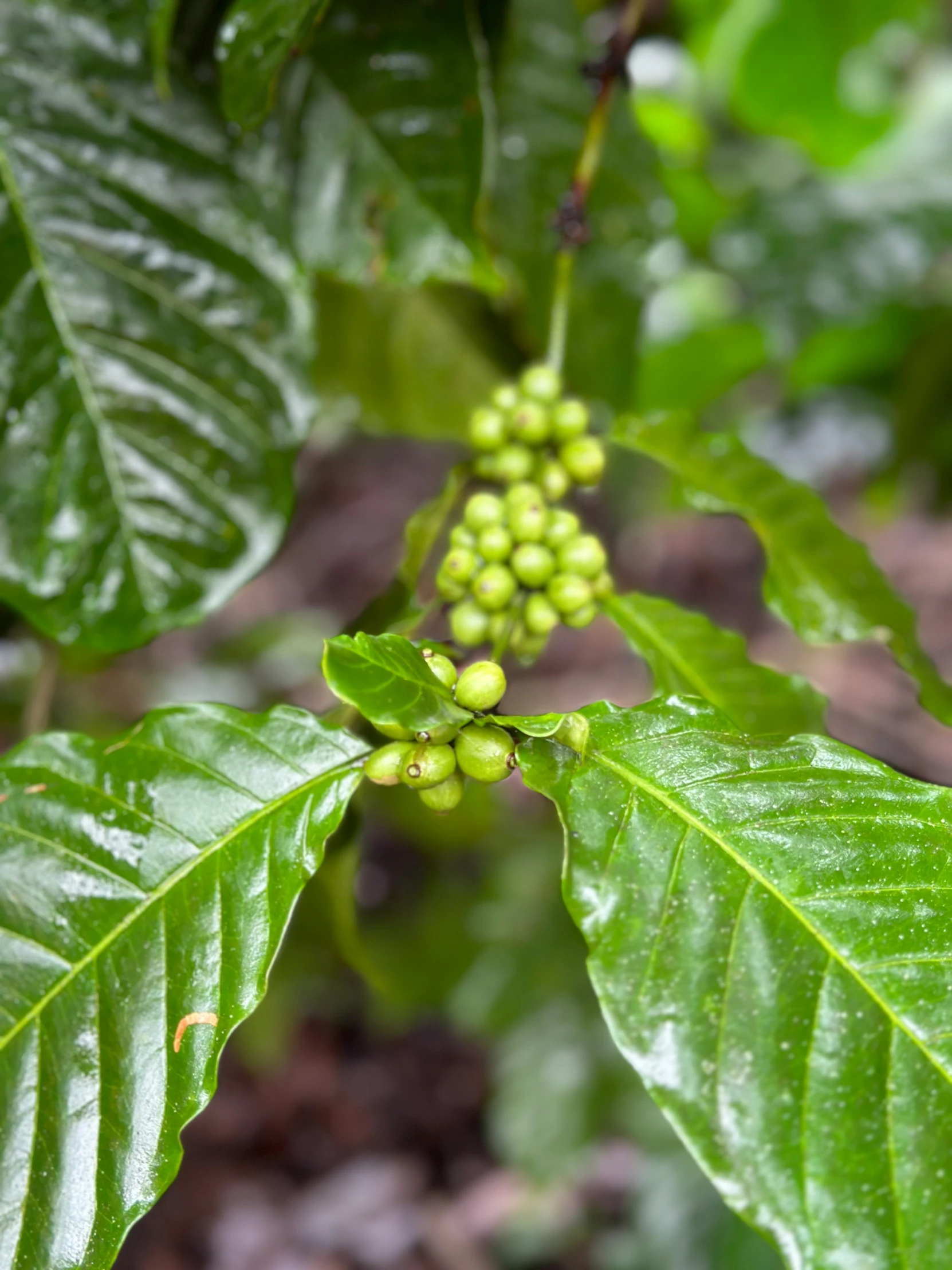 a few green leaves with many small berries