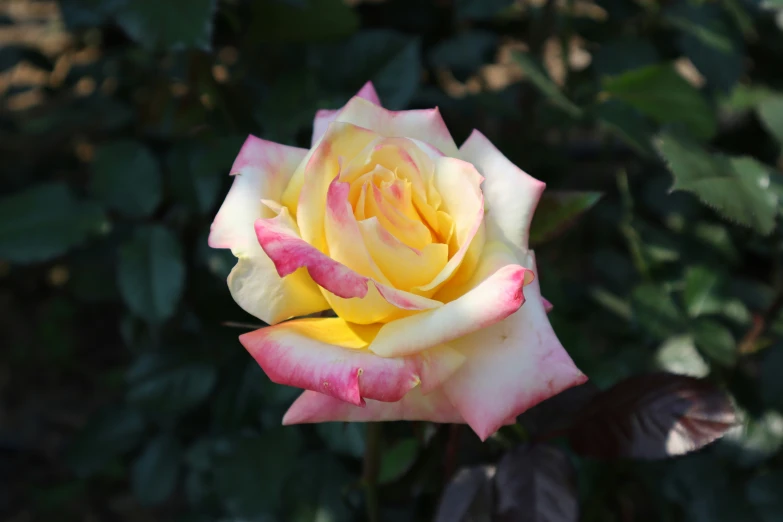 the top view of the yellow and pink rose