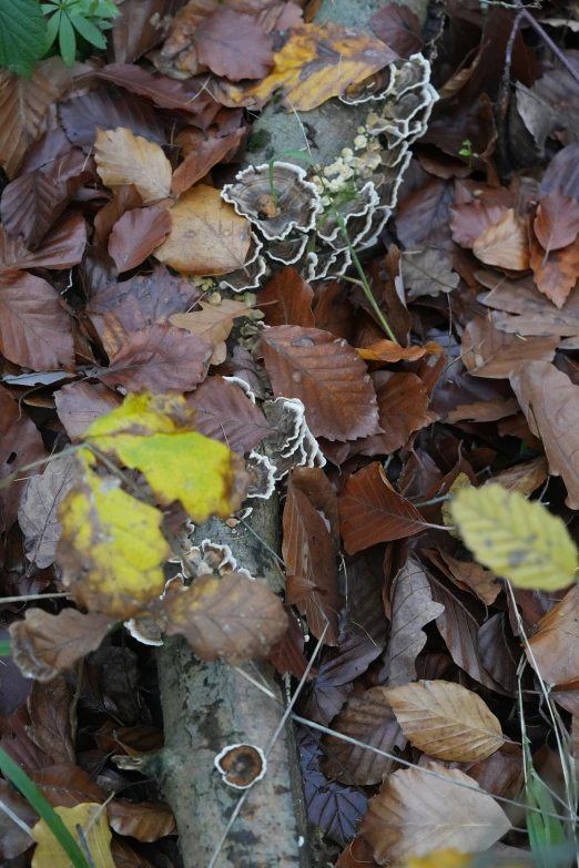a piece of white metal chain on top of leaves