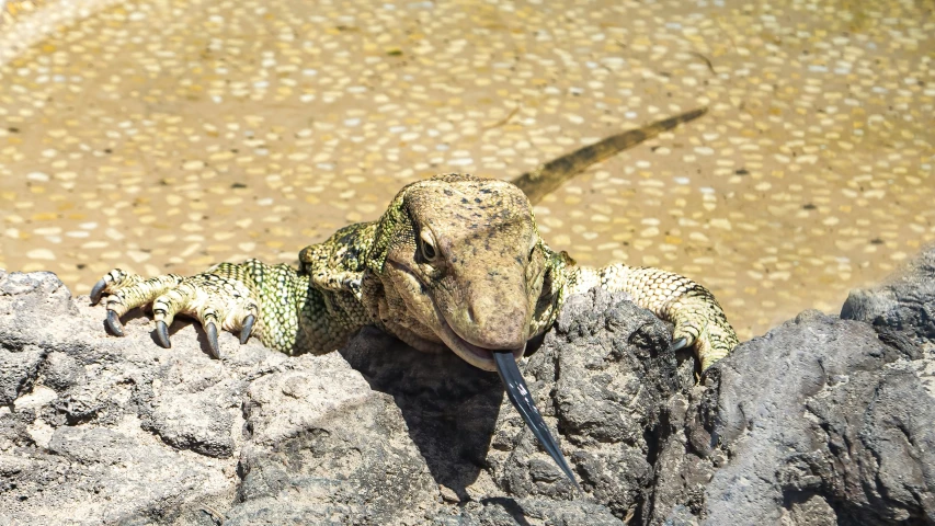 a green and black lizard on a rock next to water