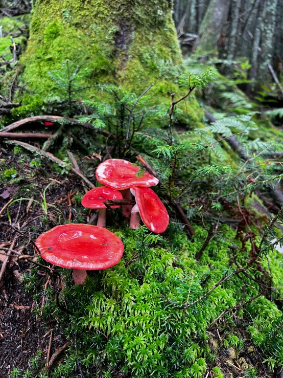 red mushrooms in a forest near a large tree