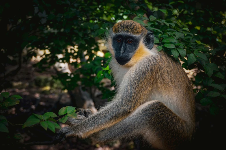 a monkey sitting on top of a wooden table in a forest