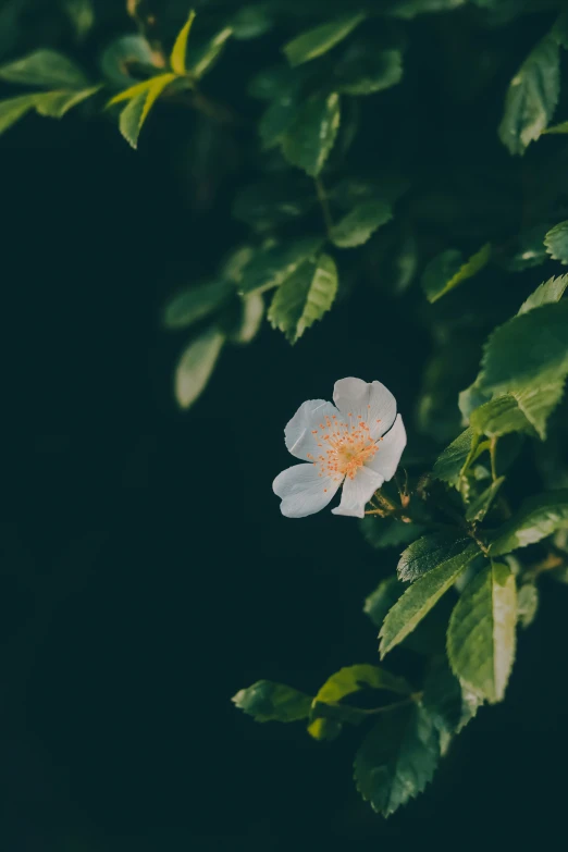 there is a white flower with yellow center