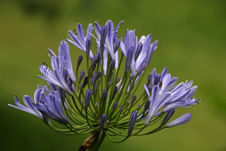 a single purple flower that is very large