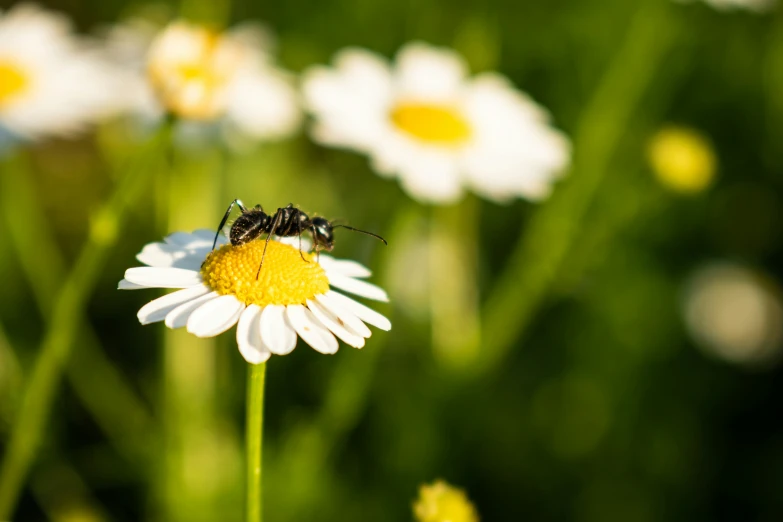 a bee on a flower in the middle of the field