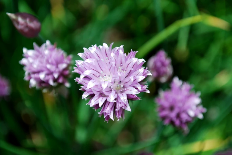 a group of pink flowers are growing in the field