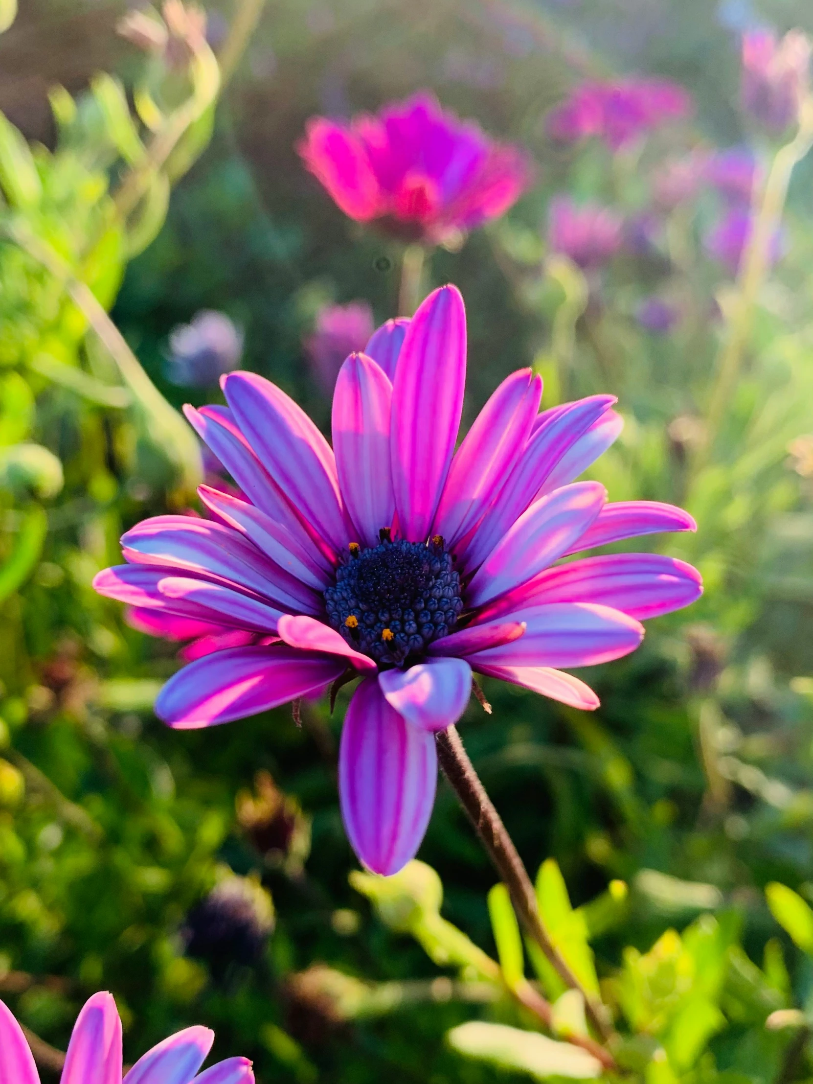 some pink flowers growing in a field with grass