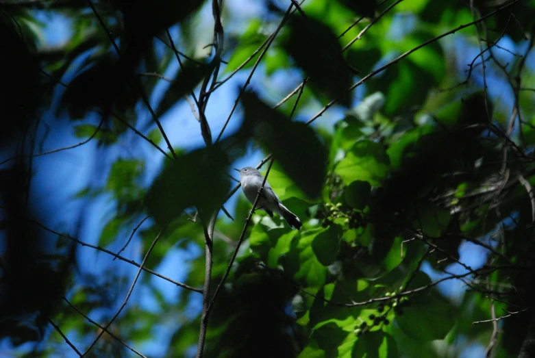 a bird perched on a nch in the shade