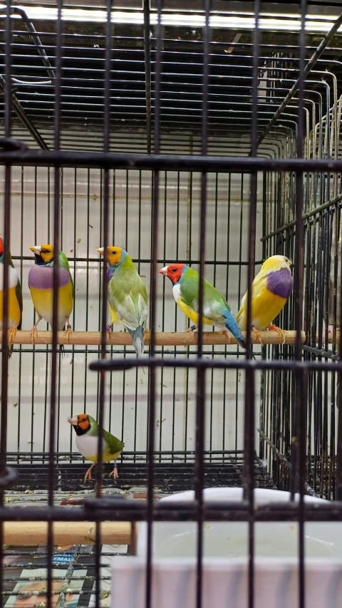 several brightly colored birds stand in a cage