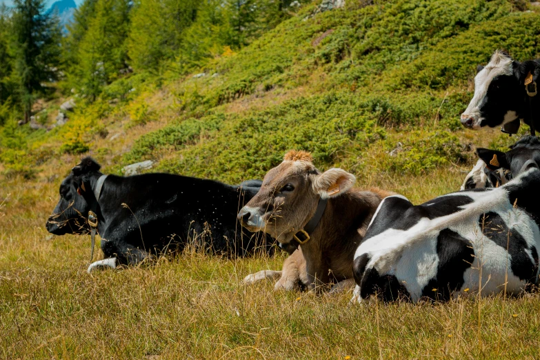 some cows are laying on the ground in a grassy area