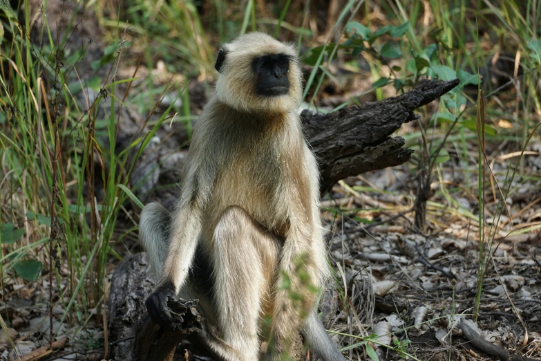 a monkey sitting on the ground in some brush