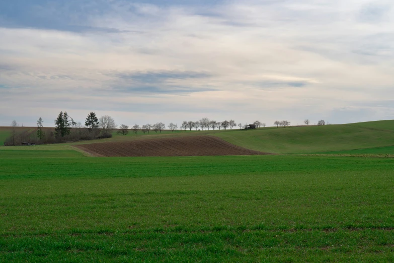 a large open field with a few trees