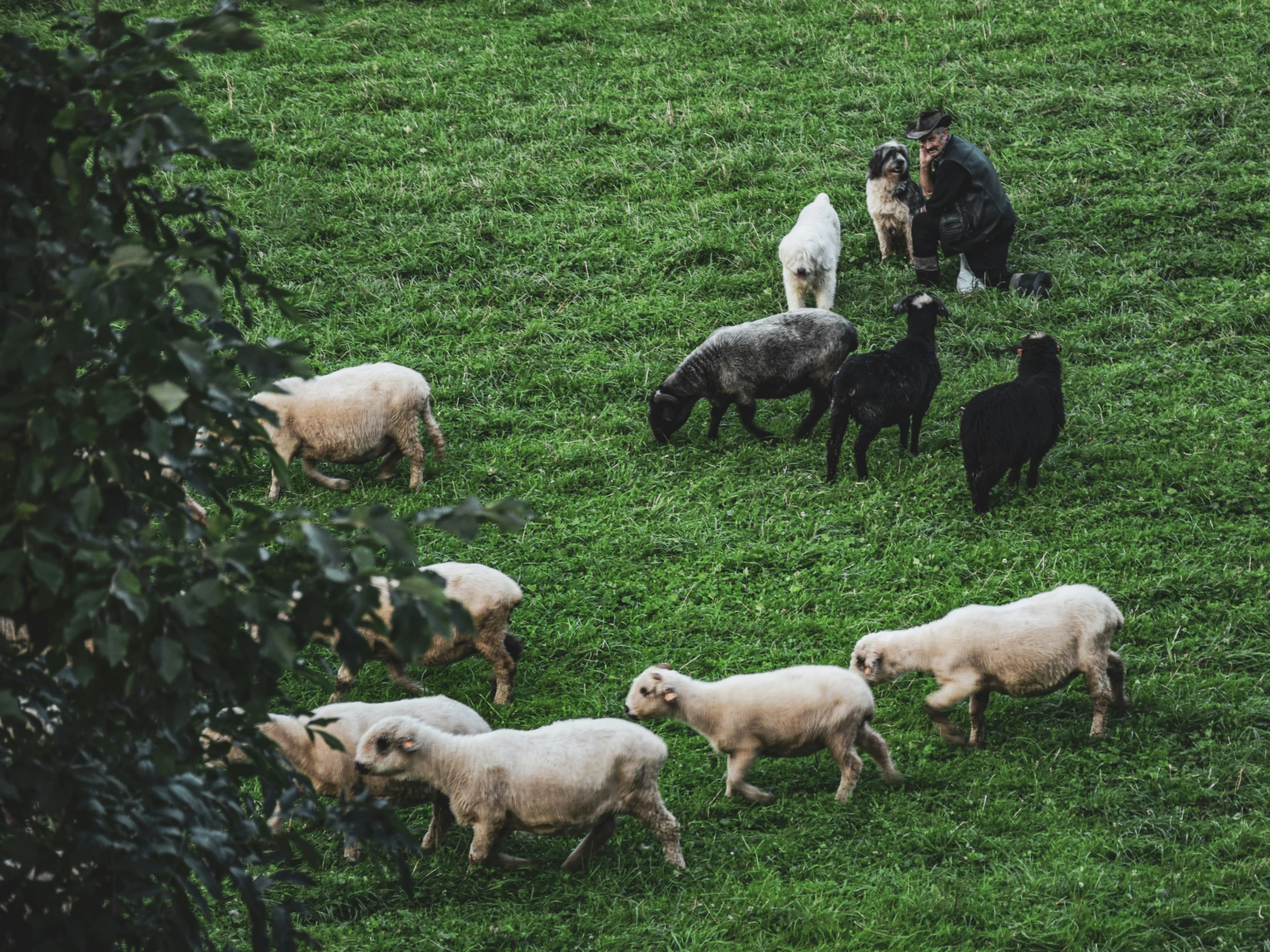 some sheep and black and white dogs on the grass