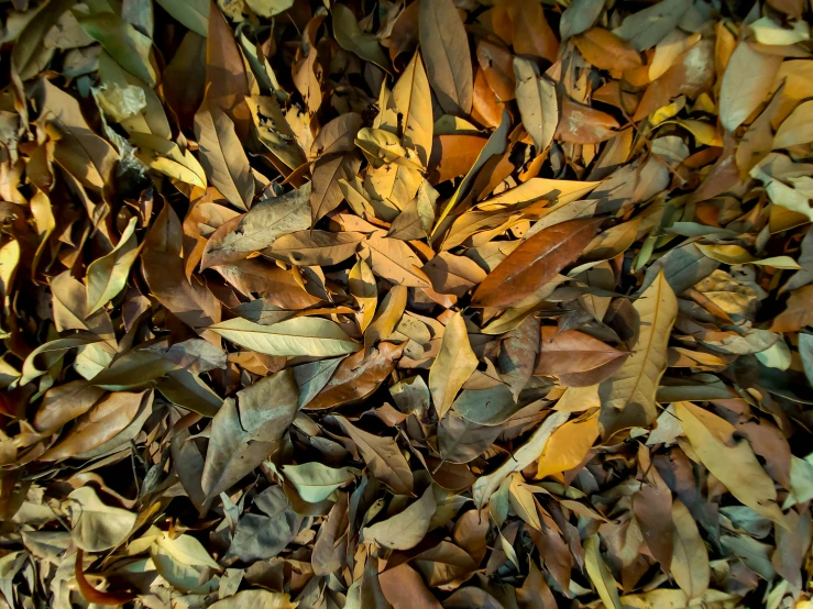 a close up view of different types of leaves