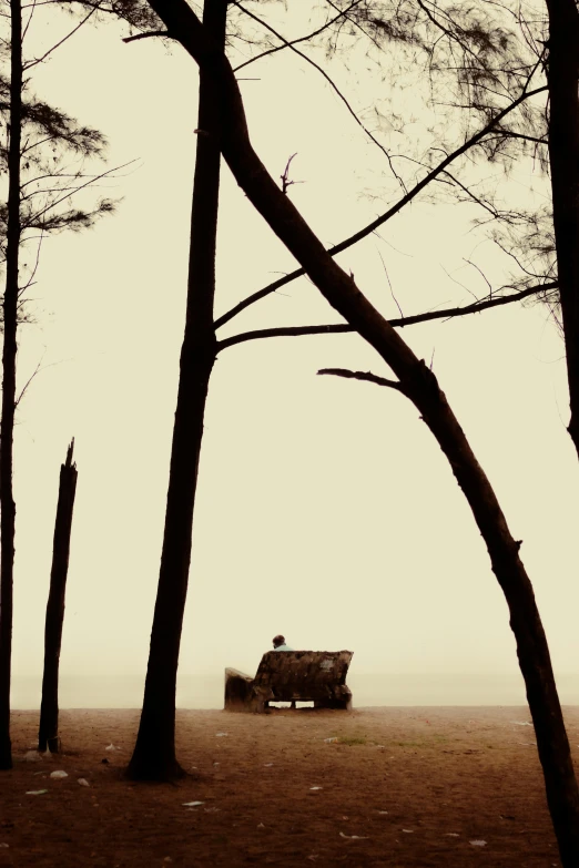 two benches in the middle of a tree filled field