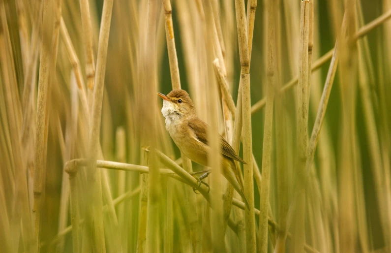 a bird is perched on a nch in some tall grass