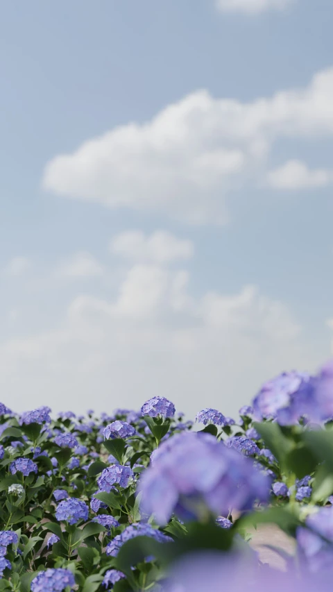 blue flowers in the middle of a field under a partly cloudy sky