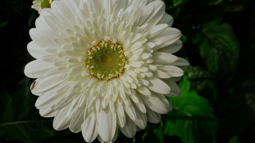 an image of a big flower that is blooming