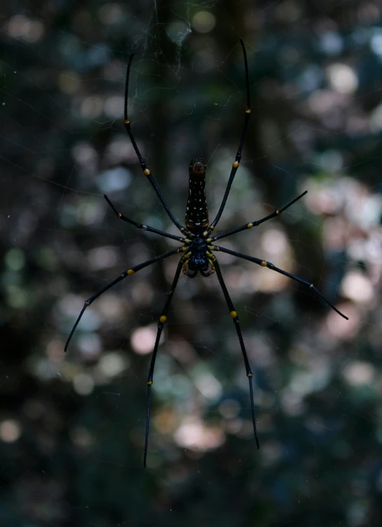 a big yellow and black spider on it's web