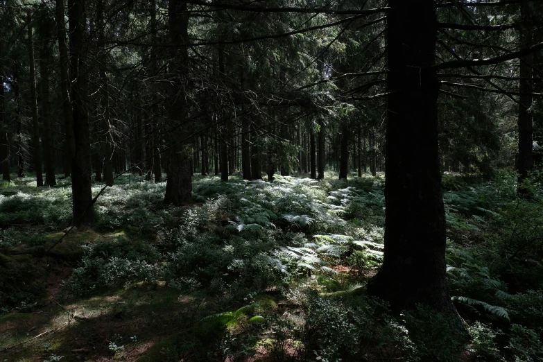 a group of trees standing next to a forest with ferns