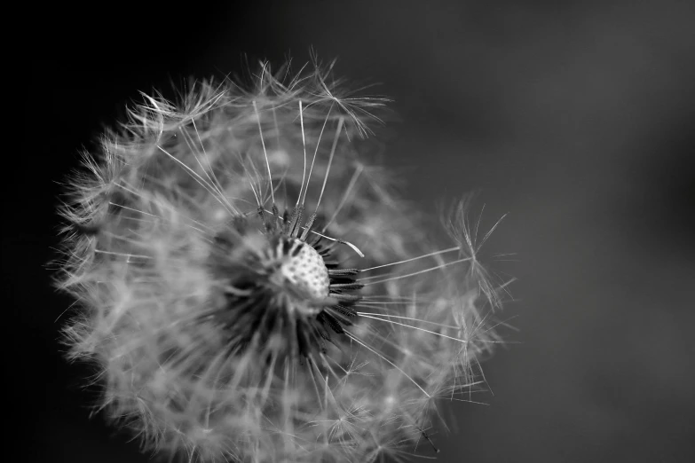black and white pograph of a dandelion with no seeds