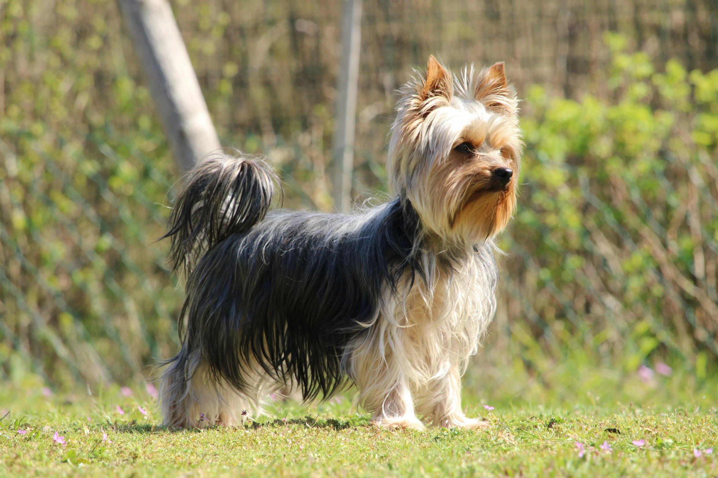 a dog stands in the grass near a fence