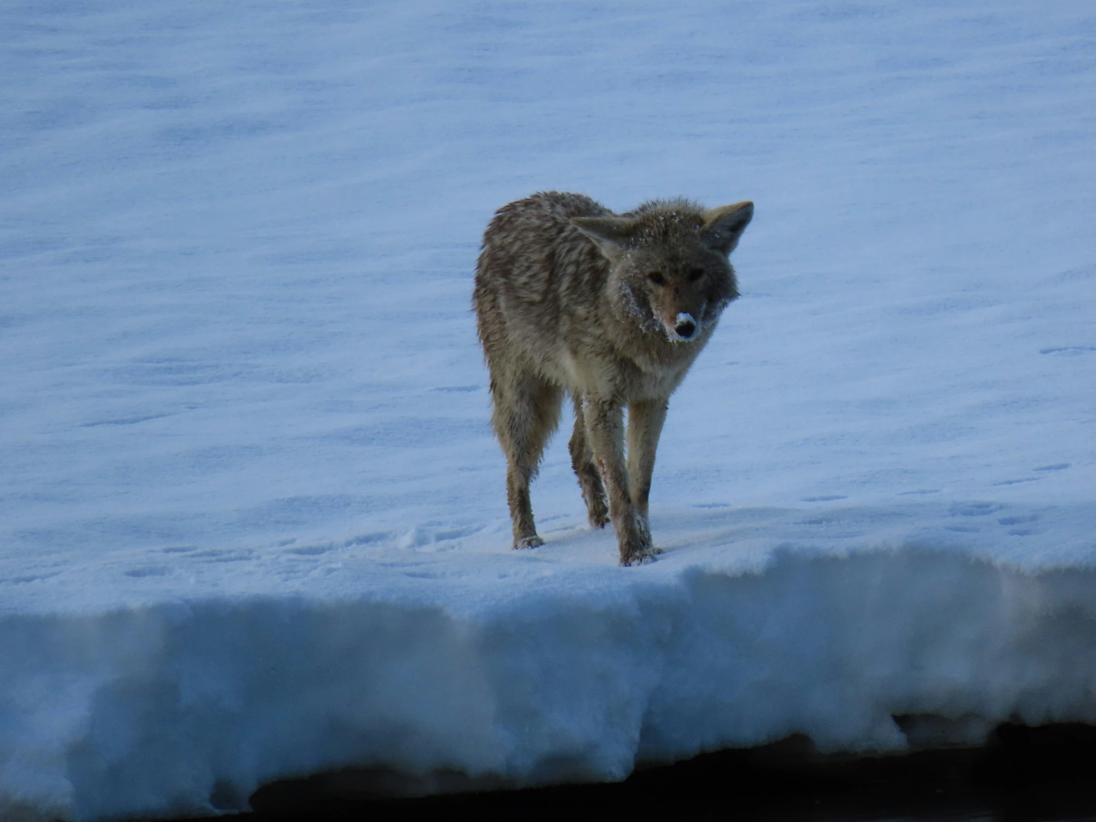 an animal with a tooth on it is standing in the snow