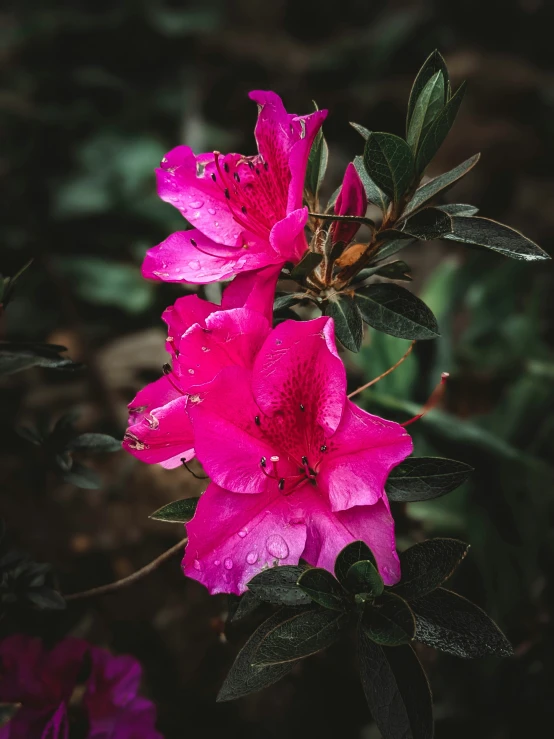 pink flowers on a nch in the middle of the night