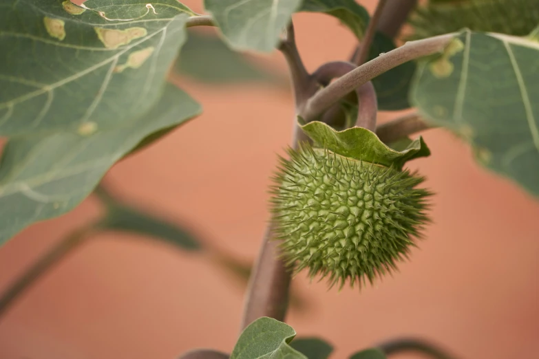 a tree filled with green fruit on top of it