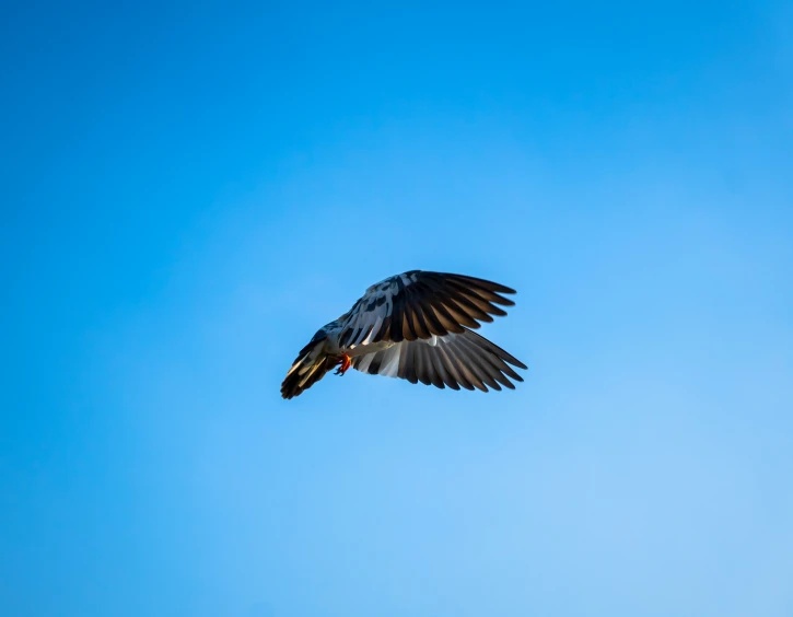 a bird in flight with its wings spread