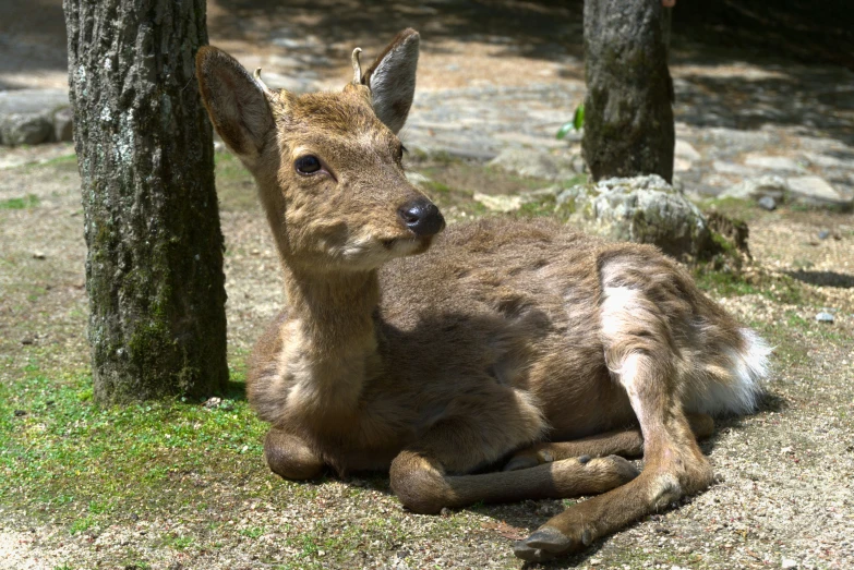 a deer laying in the grass under the trees