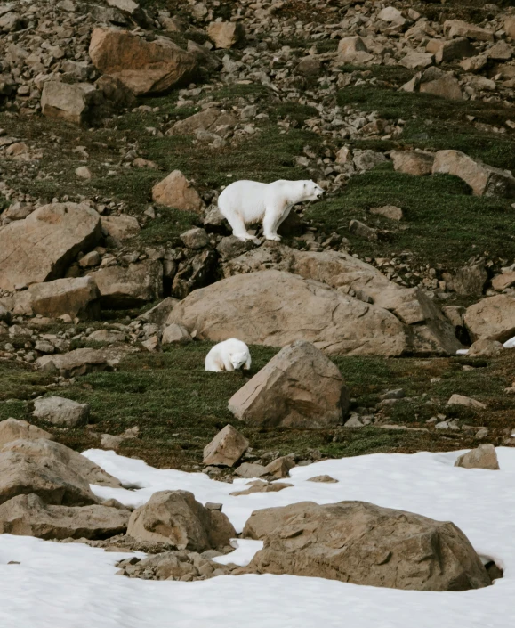 two polar bears on the rocks and grass